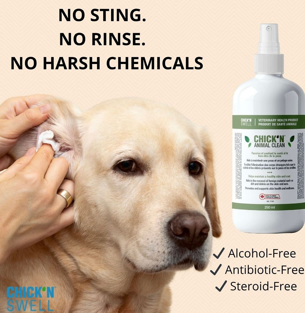 Thumbnail: A dog face with human hands lifting up dog ear, a spray bottle of animal cleaning product in corner.
