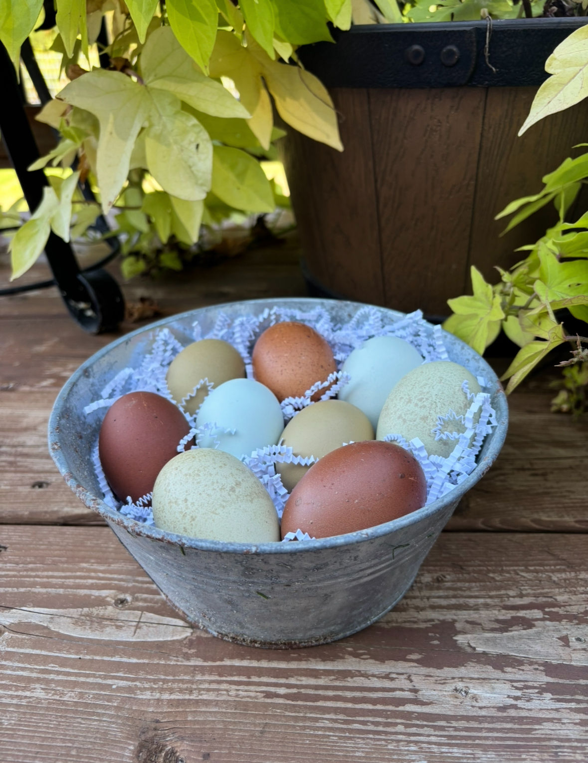 Mosaic Eggers™ hatching eggs in a range of green, olive, brown and speckled shades