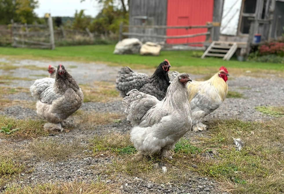 Feeding a Mixed Flock: Understanding the Nutritional Needs of Laying Hens and Roosters