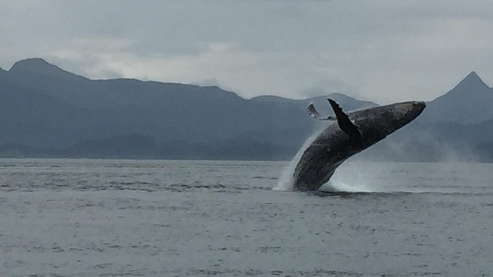 Gallery Raspberry Island Lod