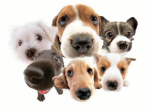 perros cerca.gif
