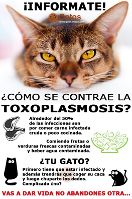 toxoplasmosis como saber si tengo toxoplasmosis como saber si tengo