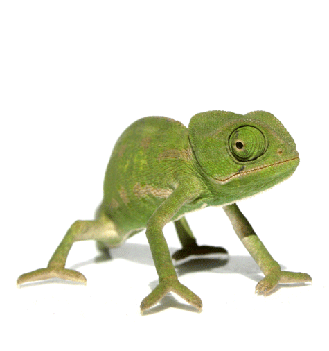 camaleon.gif
