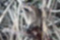 raccoon-g4994a535f_1920_edited.jpg