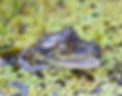 Baby Alligator.jpg