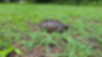 Gopher Tortoise