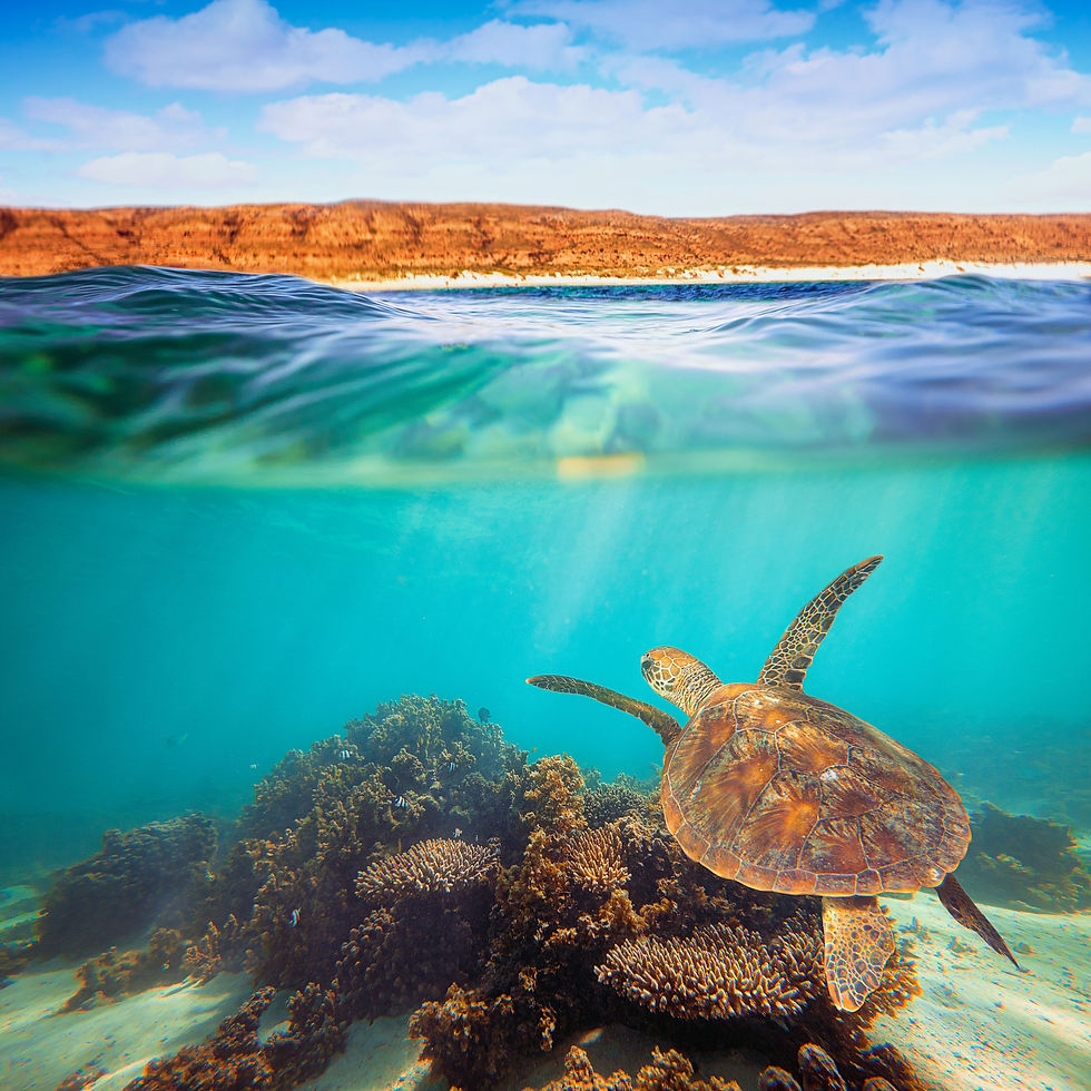 NINGALOO-GRADED1.jpg