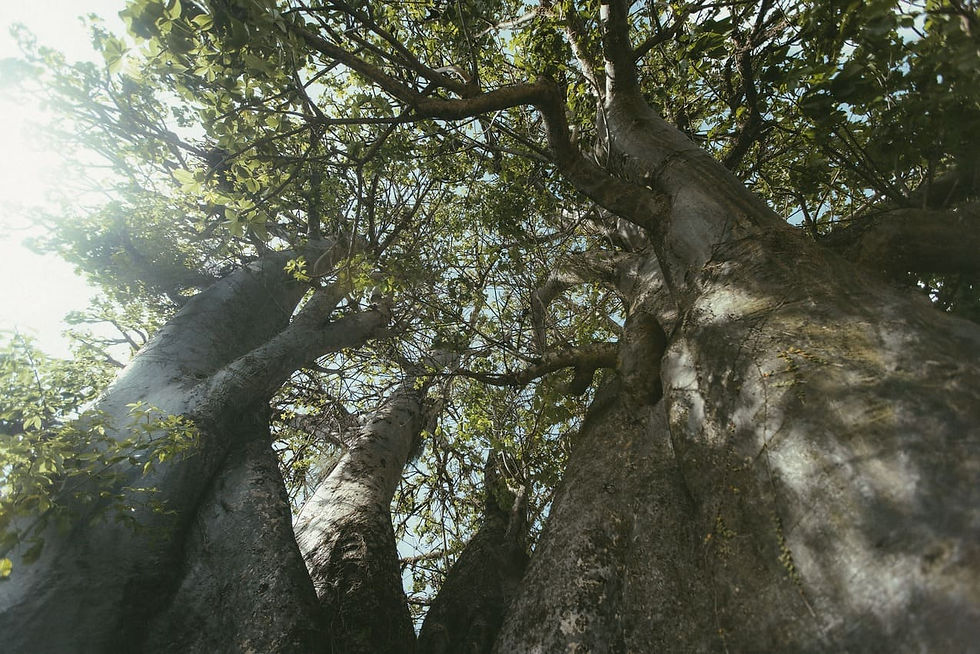 Espiritualidade e resistência representada pelos Baobás de Pernambuco - Foto: Luara Olívia e Mateus Guedes