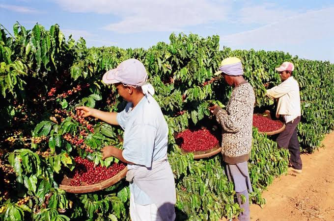 O Manejo da Cafeicultura no Brasil