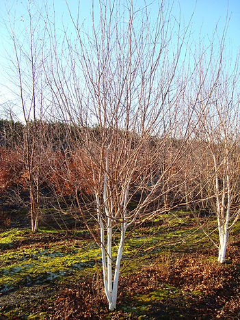 Betula jacquemontii MLTS.JPG