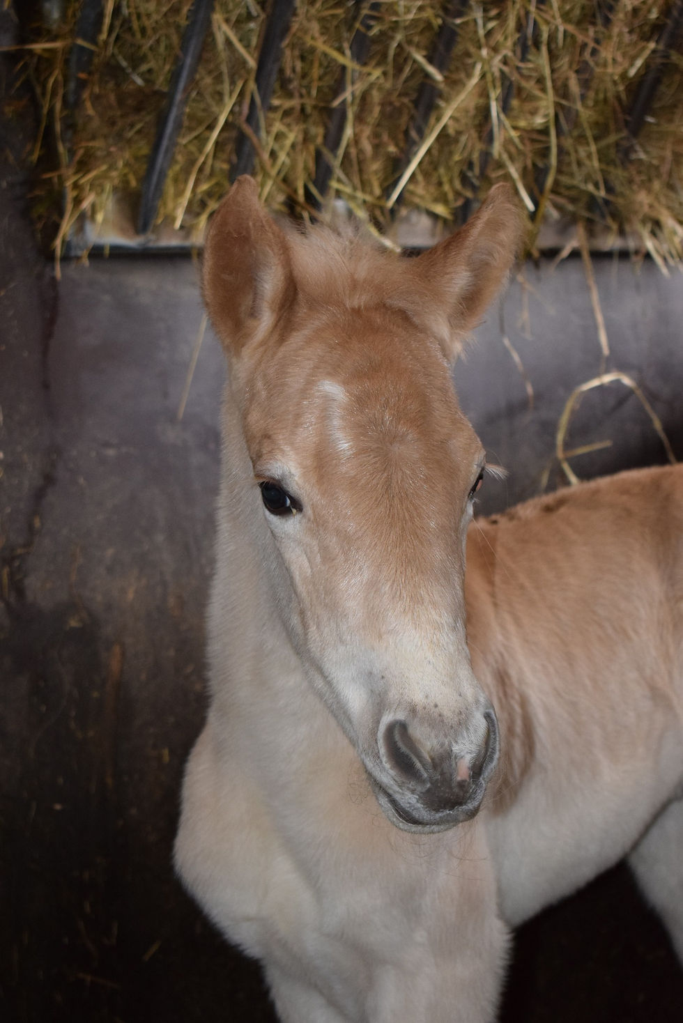 pouliche haflinger à vendre