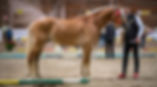 STERN ETALON HAFLINGER