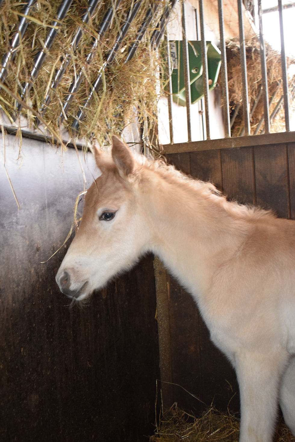 pouliche haflinger à vendre
