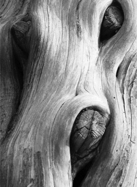 Treeform  Nature Abstract #1 