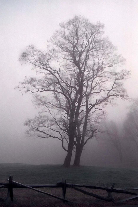 Fog Covered Scene at George Rogers Clark Park