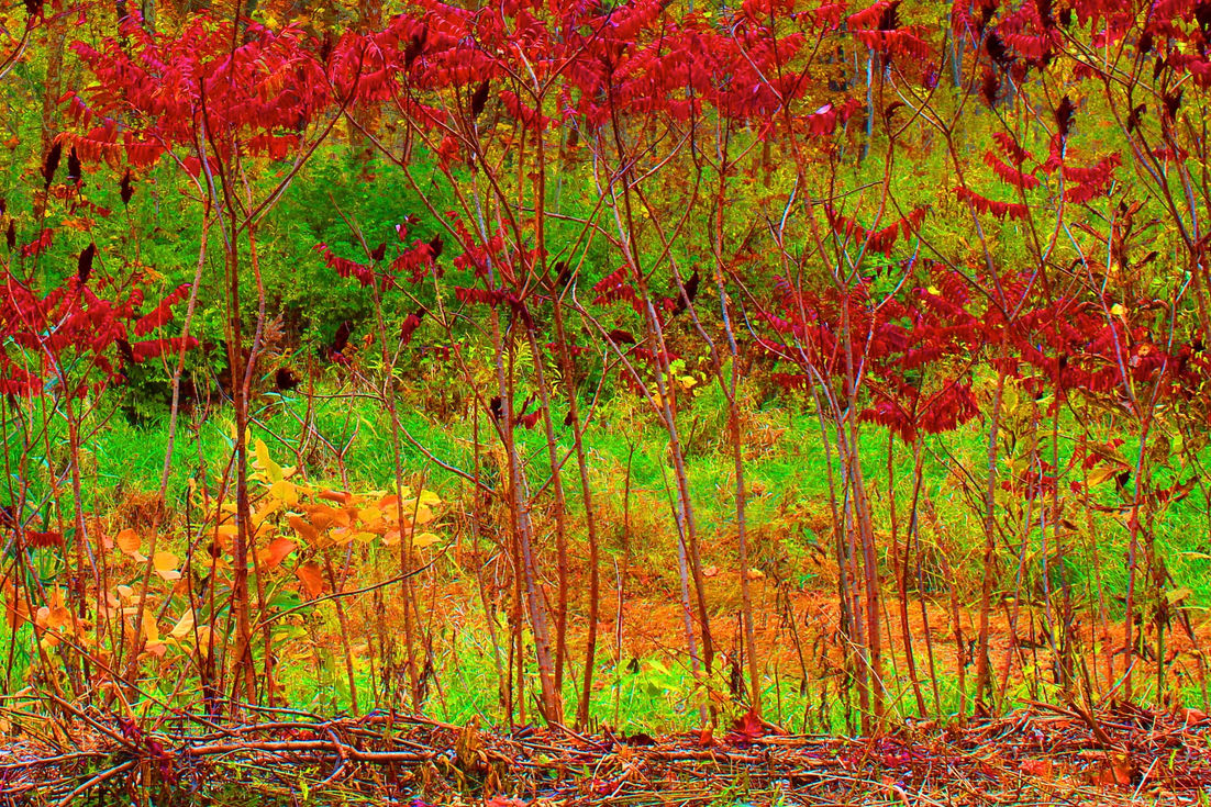 Wildflowers along the Cuyahoga River in Cuyahoga National pro