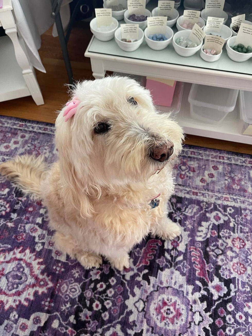 Miss Luna the Reiki dog!