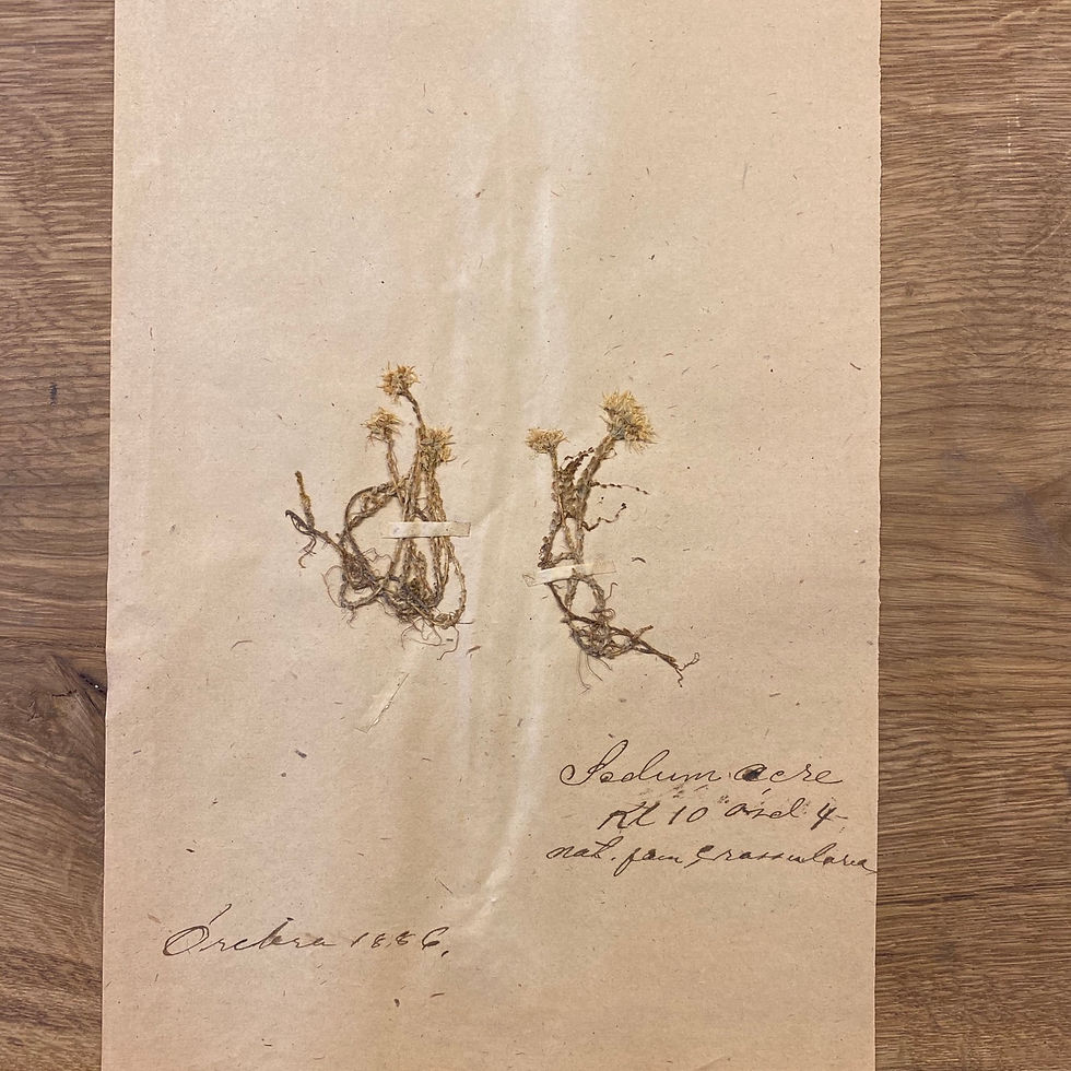 Miniatyrbilde: Herbarium Decandria