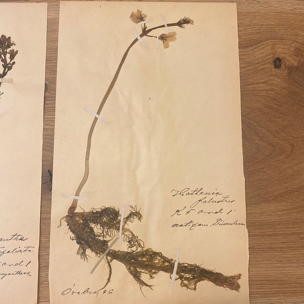 Thumbnail: Herbarium Pentandria plansje