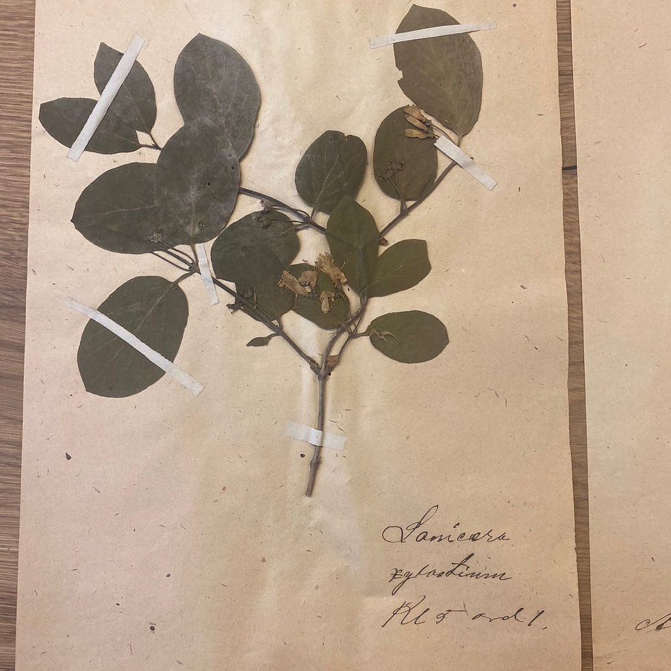 Miniatyrbilde: Herbarium Pentandria plansje