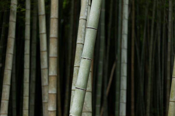 Bamboo Forest
