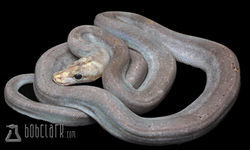 super motley het purple albino