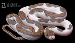 Pied het albino