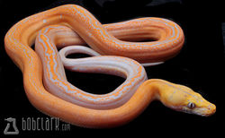 Purple albino golden child