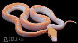 Albino pied