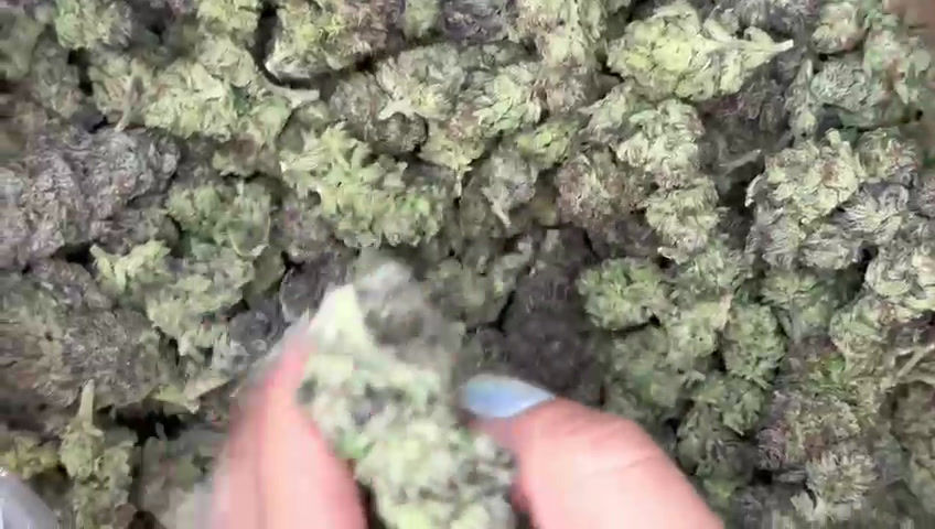 Thumbnail: THCa flower Purple Gary Payton Hybrid