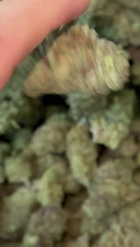 Thumbnail: THCa flower BISCOTTI  Indica