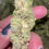 Thumbnail: THCa flower Lemon Cherry Gelato Indica