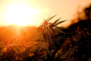 Biden Signs Marijuana Research Bill, A Historic First For Federal Cannabis Reform