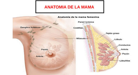 ¿QUÉ SON LAS MAMAS?