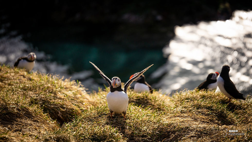 Puffin in Borgarfjörður Eystri