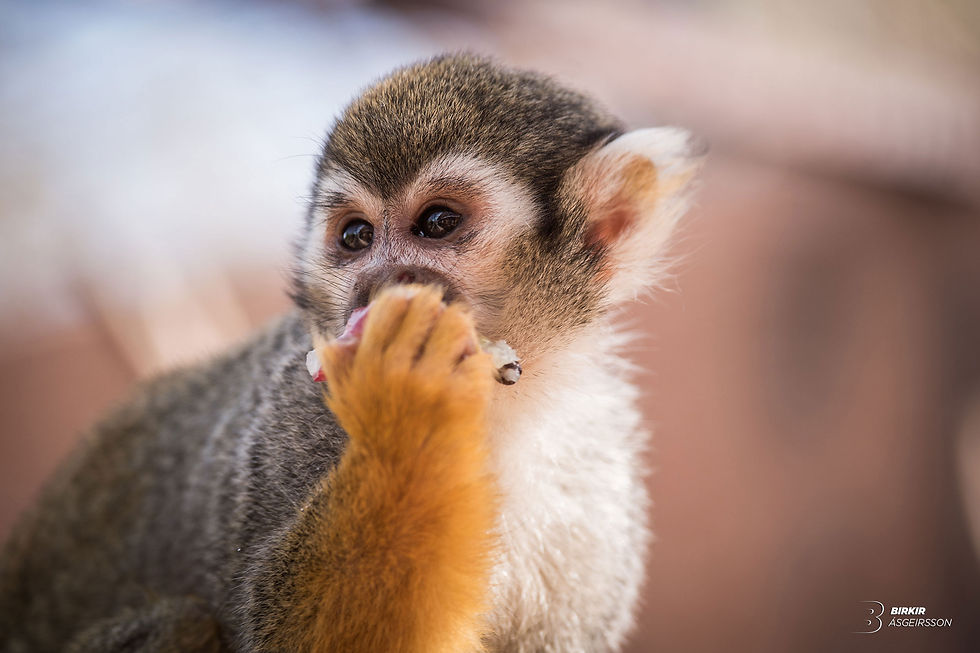 Squirrel monkey