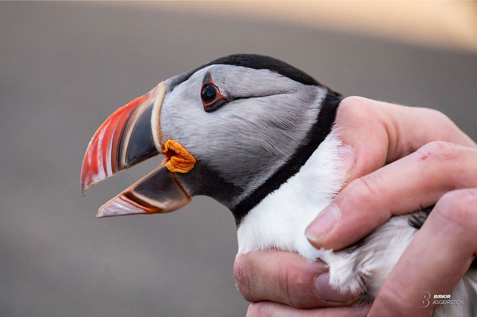 Injured puffin