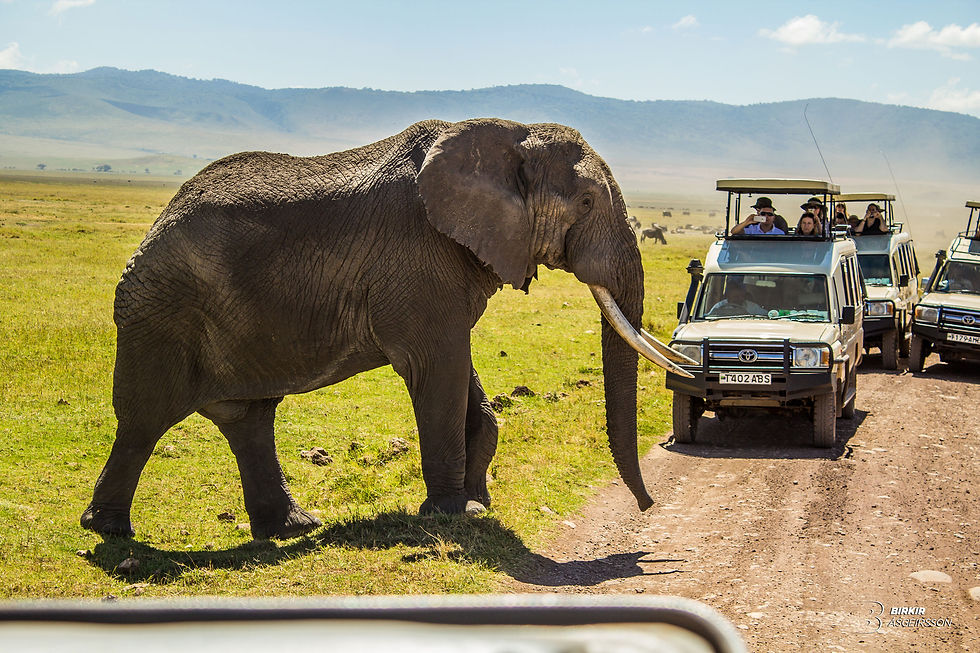 Elephant in Tanzania