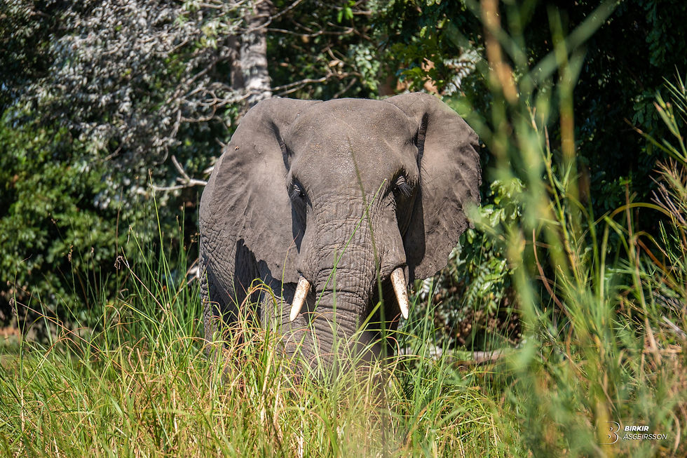 Elephant in Malawi, Africa