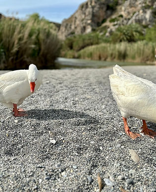 מסעות שם - הנוסעת בזמן