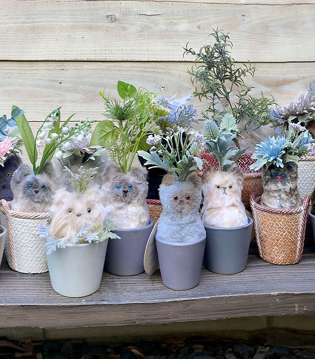 Botanicat ボタニキャット | カントリーキャット