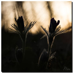 © Florent Moreau 2015