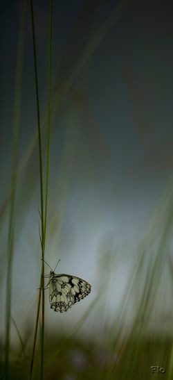 © Florent Moreau 20rand Voyeux 2 Flo