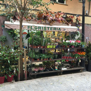 FLORISTERIA MONTSERRAT