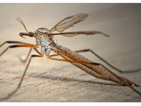 Year in Review: Heartworm Disease