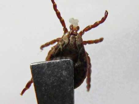 Year in Review: Tick Borne Disease