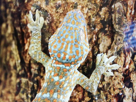 Unfamiliar situations can be scary, even for geckos