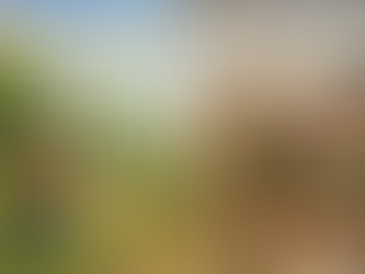 When We Forget What We Already Know: Animal Behaviour, Welfare, and the Cost of Coercion in a Social World