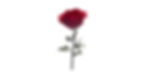 Single vibrant red rose on a stem against white background Roses