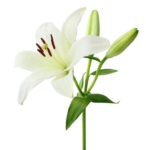 Elegant white Lily with buds, green stem, and fresh leaves on white background.